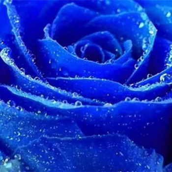 男人送百合花什么意思，送什么花给喜欢的人好