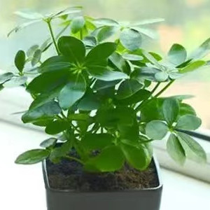 鸭脚木一盆最好几颗，鸭脚木怎么修剪定型