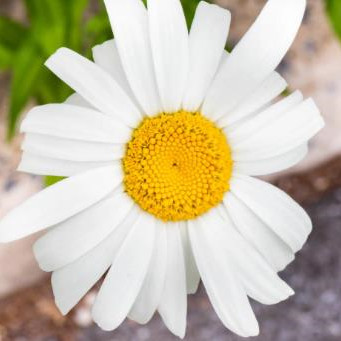 45到55是女人的关键期,为什么45到55是女人的关键期