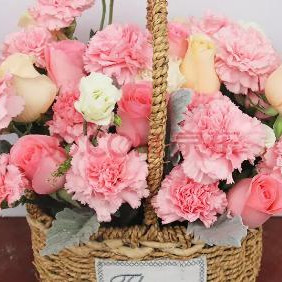 异性送康乃馨什么意思,康乃馨适合送给什么样的人