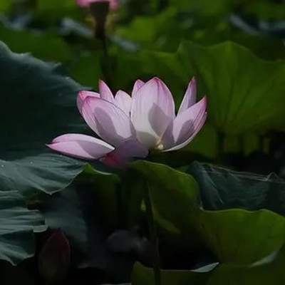 如何做一个无为之人，五十岁的人为什么要无为而做