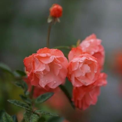 女人为啥在35-40容易出事,为什么女人到中年容易遇见坎坷