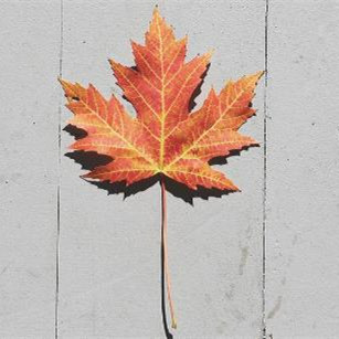 晚年独居的老年人不能做的两件糊涂事,为什么老年人不能做糊涂事