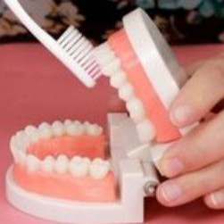 巴氏刷牙法是什么，什么叫巴氏刷牙法