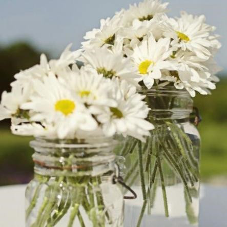 小雏菊的寓意是什么，雏菊不能送人的原因