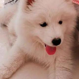 单身女性最适合养什么样的狗狗,单身女性适合养体型大的狗吗