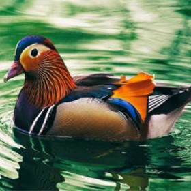 鸳鸯中的哪个字代表雄鸟，鸳鸯哪个是雌哪个雄