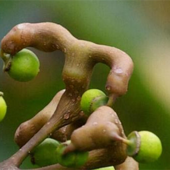 三种人不能吃拐枣，哪里有拐枣哪儿可以找到