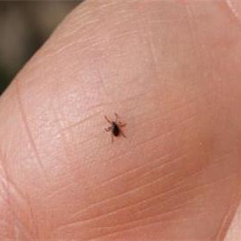 床上4个迹象说明蜱虫已经盯上你了,床上有什么就代表被蜱虫盯上了