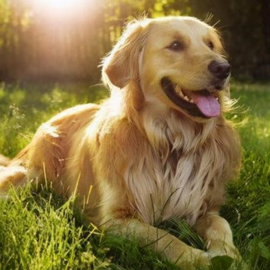 一生只认一个主人的狗，为什么狗会咬主人