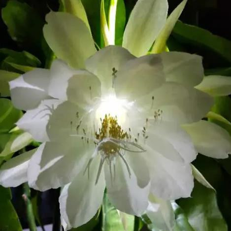 昙花一现是多长时间，昙花一现一般开几分钟