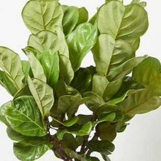 琴叶榕养殖方法，琴叶榕为什么不能养