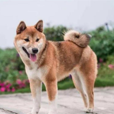 狗四蹄踏雪有什么寓意,四脚踏雪的狗什么寓意