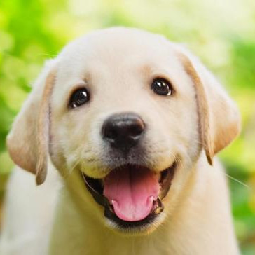 为什么狗死的时候要离家出走,狗快死的时候离家出走是真的吗