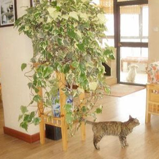 新房如何快速除甲醛，新房去甲醛6大妙招