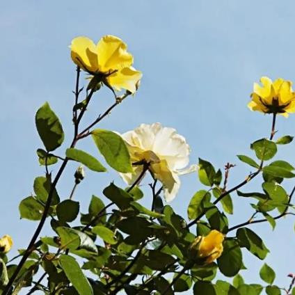 母亲出轨儿女该不该管，母亲出轨儿女该不该干预