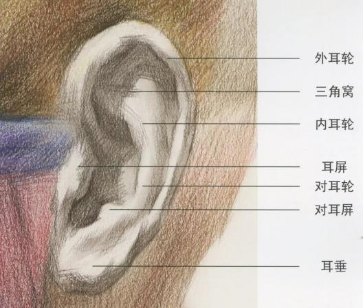 耳朵形状图解大全，耳朵结构形状图解大全