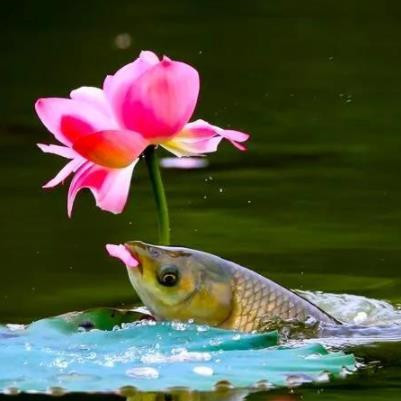 鱼为什么要吃荷花，为什么鱼喜欢吃荷花