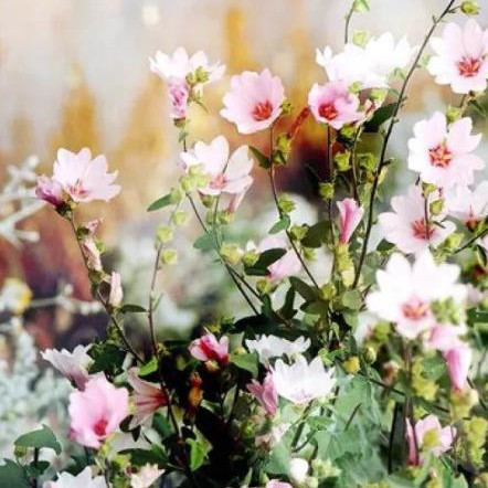 早起不能做的三件事，早起后这三件事不要做