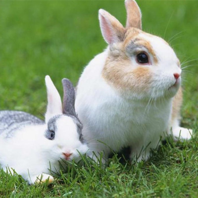 为什么十二生肖兔子排第四,生肖中为什么兔子排第四