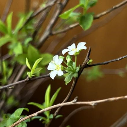 雪柳适合什么季节养，雪柳开过一次花以后就枯萎了吗