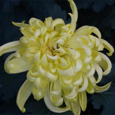 一旦男人开始摸你的头代表什么，女人一旦收了男人的钱就是接受吗