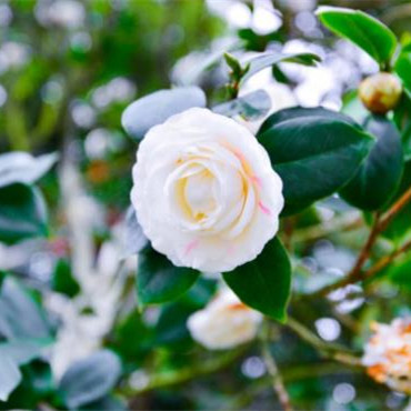 老太太出轨还能继续过日子吗，老太太出轨还能治吗