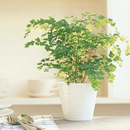 怎样提升阳气和元气,怎样才可以使人阳气充足