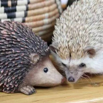 刺猬为什么不能随便养，刺猬为什么不能捡回家