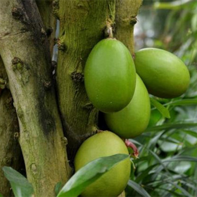 叉叶木的果子能吃吗，木蜡树果子能吃吗