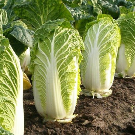 什么菜可以四季种,一年四季可以栽的菜有哪些