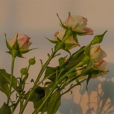 下巴看晚年，晚年最好命的四种人