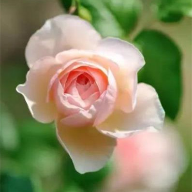 有一个精力旺盛的男朋友什么体验