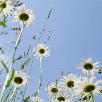 女人额头看晚年，女人额头窄晚年好吗