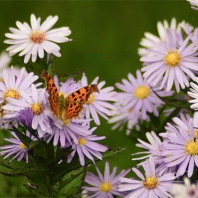 在同性朋友中射手男最在乎哪种人,射手男深爱哪种女人