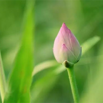 年纪越大生出来的孩子越聪明吗，年纪越大睡眠越少的原因