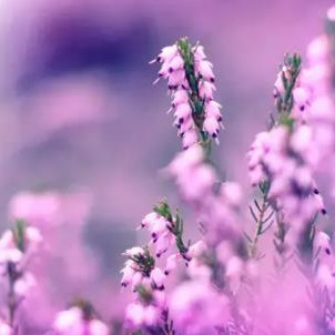 长寿四句话，白事谢客四句话