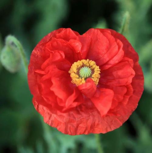 女人花的形状一样吗,女人花是什么样子