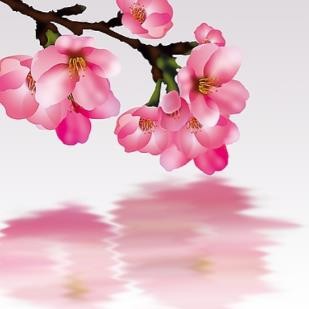 女孩阴历哪天出生好,属鸡农历几日生好命