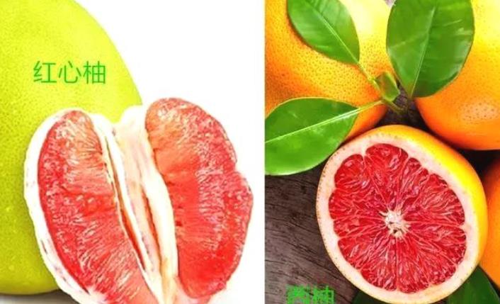 西柚和柚子有什么区别图