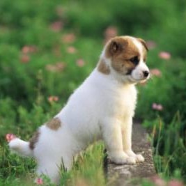 属猴的最佳婚配对象，婚配口诀完整版