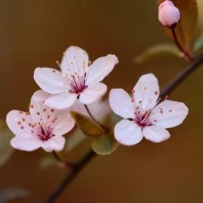 娶寡妇不娶生妻的俗语，生妻指的是什么样的女人