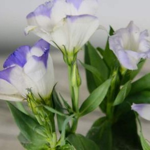 为什么情侣之间要叫爸爸，情侣之间为什么男生喜欢被叫爸爸