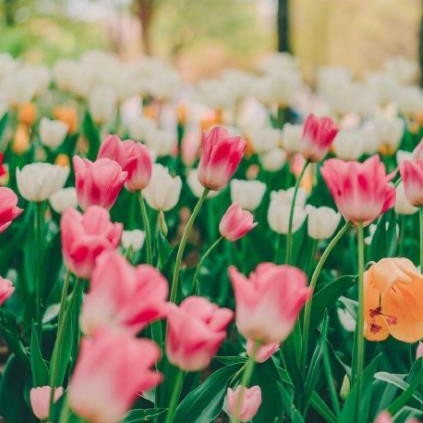 和寡妇来往禁忌,和寡妇相处有忌讳吗