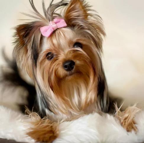 小型犬适合家养的不爱掉毛，哪种狗狗不贵不粘人掉毛又好养