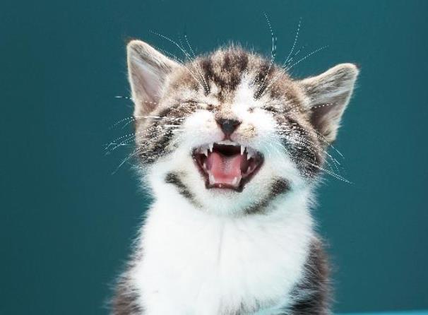 猫咪大哭照片