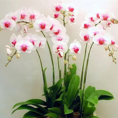 客厅一进门放什么花好