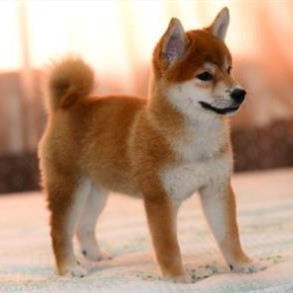 豆柴跟柴犬区别，柴犬多少钱一只