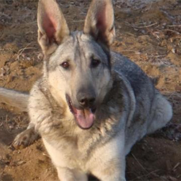 狼青犬多少钱一只,狼青犬有什么优缺点