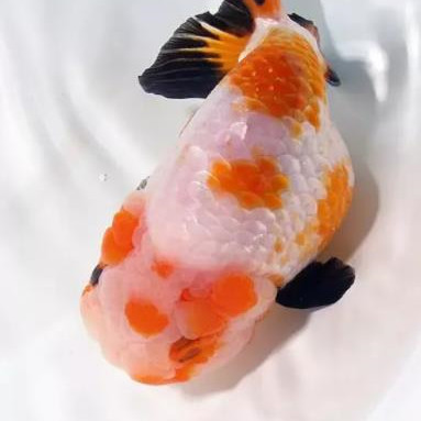 兰寿金鱼多少钱一只，兰寿金鱼一般什么价格